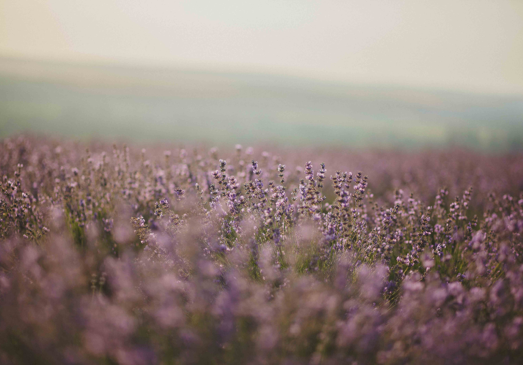 The science of scent and how it affects your life